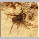 Pardosa sp - Wolfsspinne 01 - Sandgrube Niedringhaussee.jpg